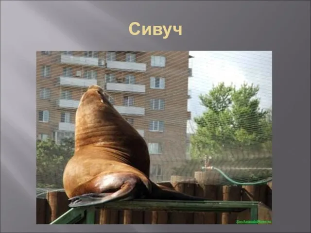 Сивуч