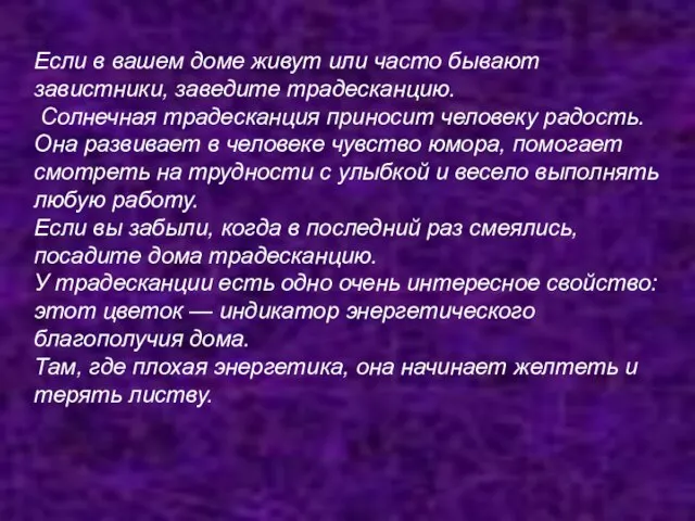 Если в вашем доме живут или часто бывают завистники, заведите традесканцию. Солнечная