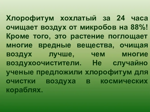 Хлорофитум хохлатый за 24 часа очищает воздух от микробов на 88%! Кроме