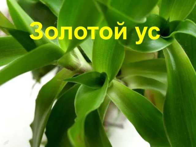 Золотой ус