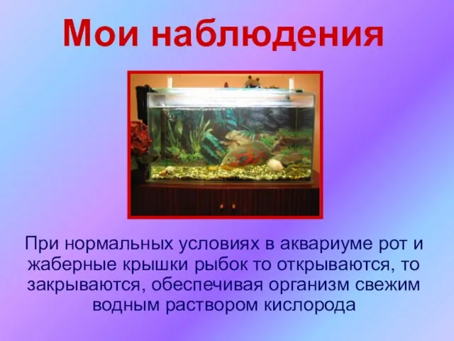 Мои наблюдения При нормальных условиях в аквариуме рот и жаберные крышки рыбок