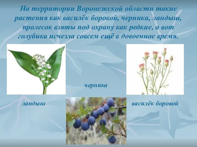На территории Воронежской области такие растения как василёк боровой, черника, ландыш, пролесок
