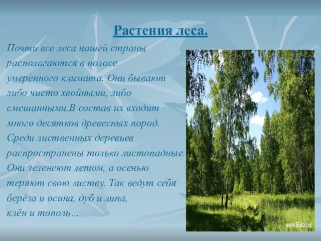 Растения леса. Почти все леса нашей страны располагаются в полосе умеренного климата.