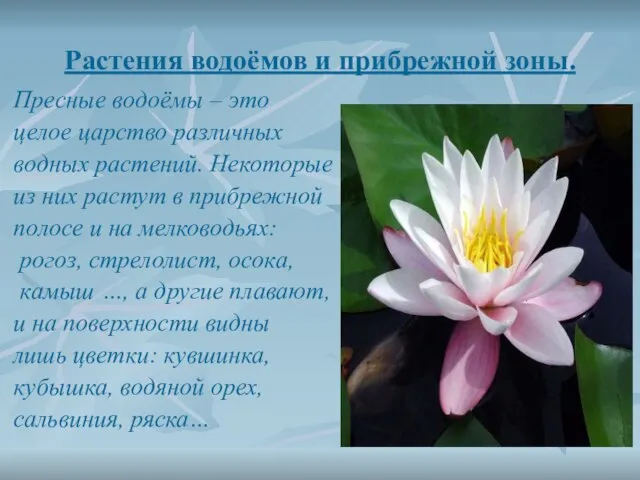 Растения водоёмов и прибрежной зоны. Пресные водоёмы – это целое царство различных