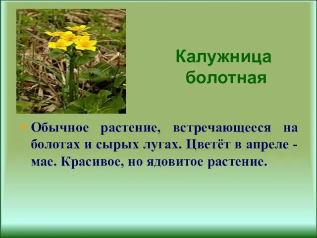 Калужница болотная Обычное растение, встречающееся на болотах и сырых лугах. Цветёт в