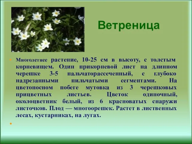 Ветреница Многолетнее растение, 10-25 см в высоту, с толстым корневищем. Один прикорневой