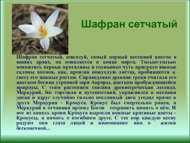 Шафран сетчатый Шафран сетчатый, пожалуй, самый первый весенний цветок в наших краях,