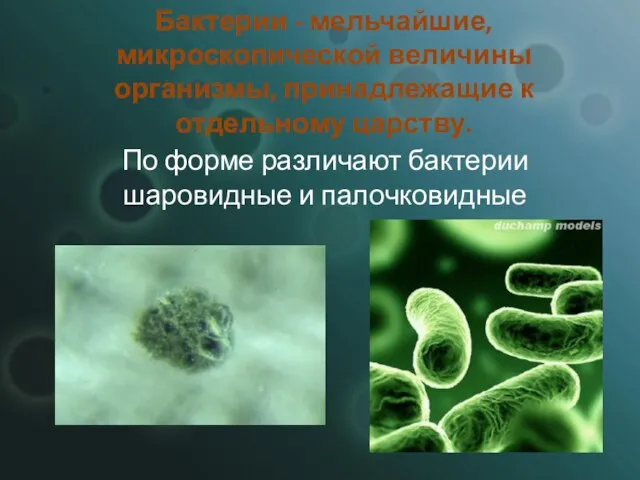 Бактерии - мельчайшие, микроскопической величины организмы, принадлежащие к отдельному царству. По форме