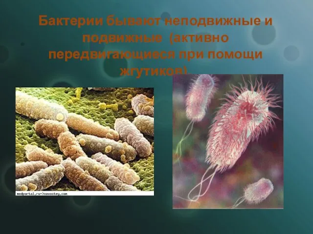 Бактерии бывают неподвижные и подвижные (активно передвигающиеся при помощи жгутиков).