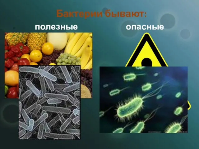 Бактерии бывают: полезные опасные