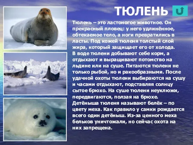 ТЮЛЕНЬ Тюлень – это ластоногое животное. Он прекрасный пловец: у него удлинённое,