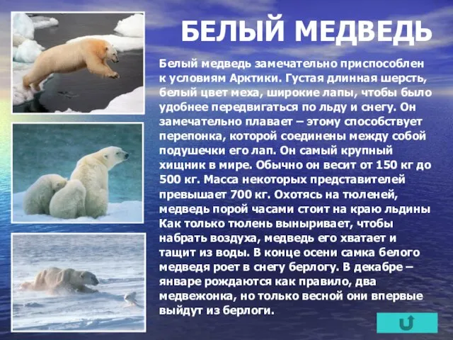 БЕЛЫЙ МЕДВЕДЬ Белый медведь замечательно приспособлен к условиям Арктики. Густая длинная шерсть,