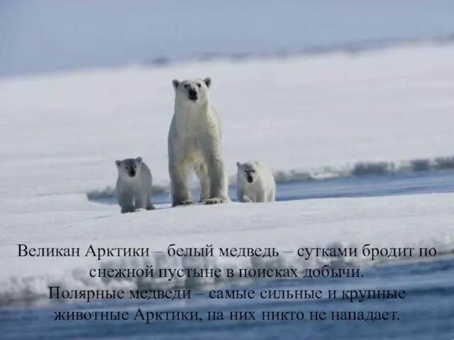 Великан Арктики – белый медведь – сутками бродит по снежной пустыне в