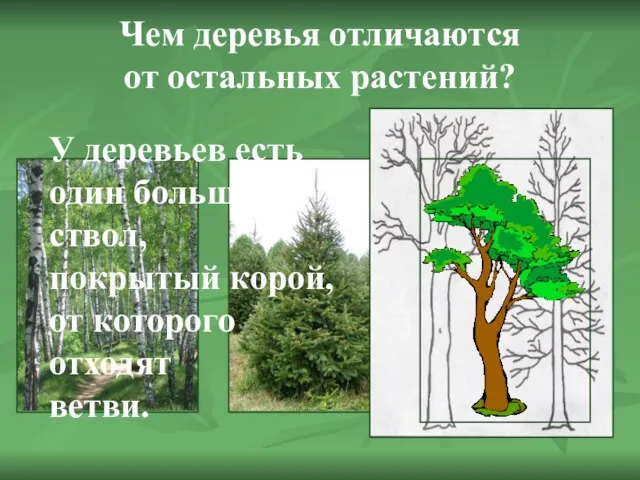 Чем деревья отличаются от остальных растений? У деревьев есть один большой ствол,