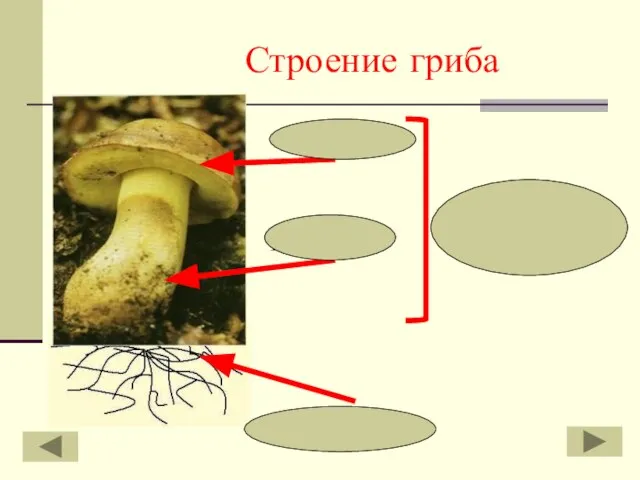 Строение гриба шляпка пенёк плодовое тело грибница