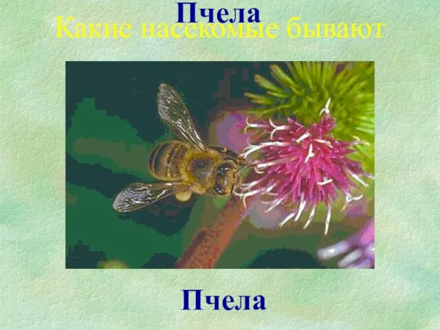 Пчела Пчела Какие насекомые бывают