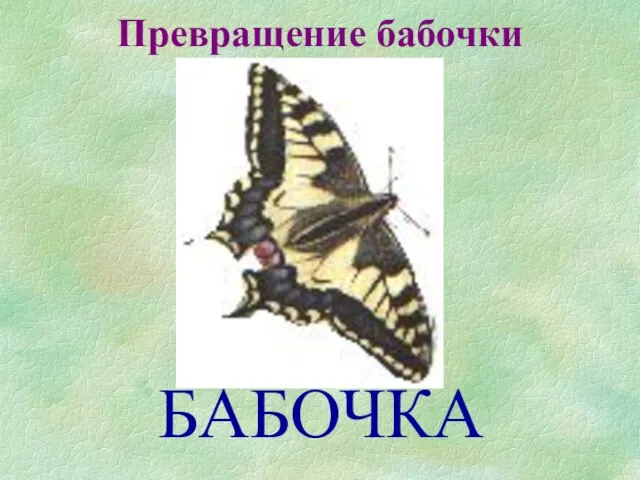 Превращение бабочки БАБОЧКА