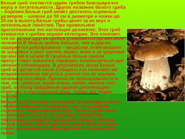 Белый гриб считается царём грибов благодаря его вкусу и питательности. Другое название