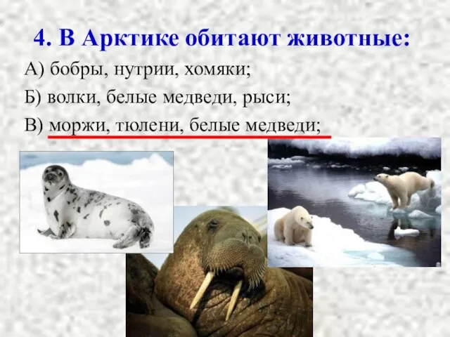 4. В Арктике обитают животные: А) бобры, нутрии, хомяки; Б) волки, белые