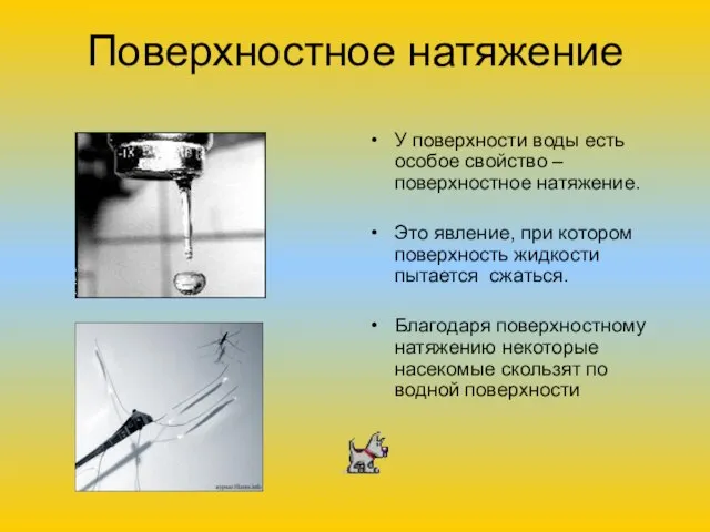 Поверхностное натяжение У поверхности воды есть особое свойство – поверхностное натяжение. Это