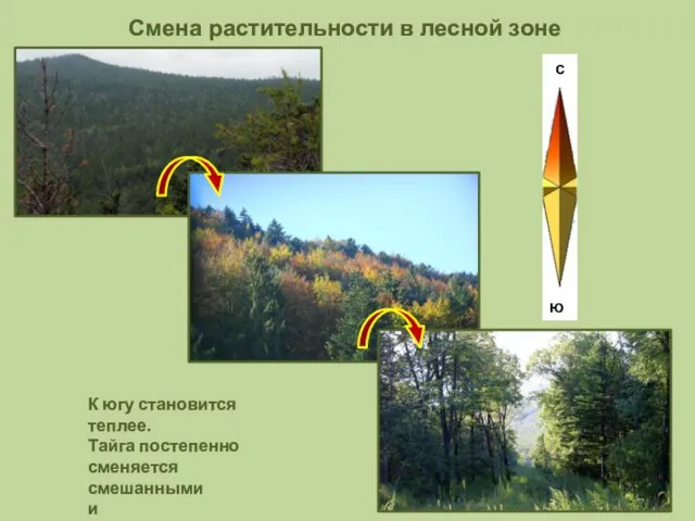 Смена растительности в лесной зоне К югу становится теплее. Тайга постепенно сменяется