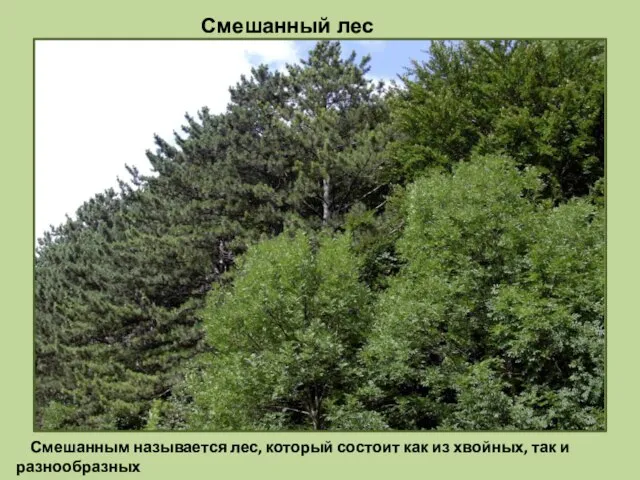 Смешанный лес Смешанным называется лес, который состоит как из хвойных, так и разнообразных лиственных деревьев.