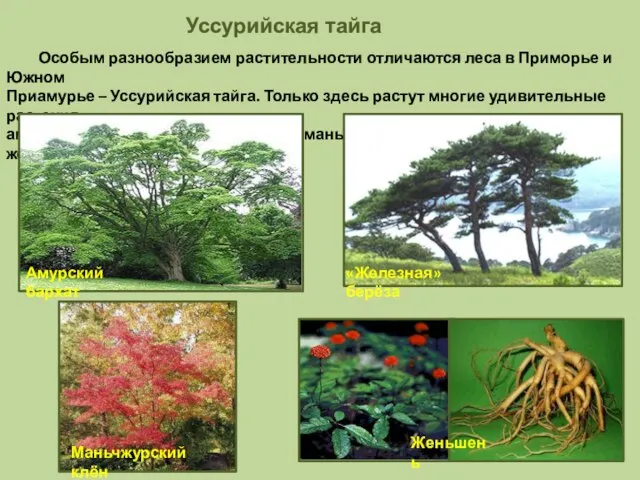Уссурийская тайга Особым разнообразием растительности отличаются леса в Приморье и Южном Приамурье