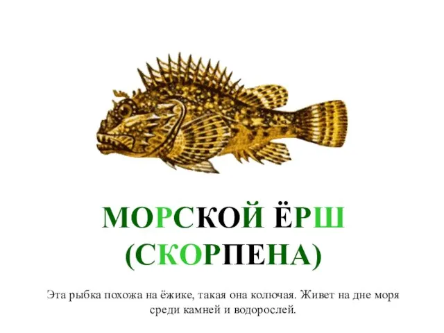 МОРСКОЙ ЁРШ (СКОРПЕНА) Эта рыбка похожа на ёжике, такая она колючая. Живет