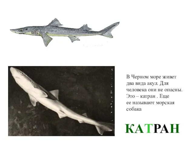 КАТРАН В Черном море живет два вида акул. Для человека они не