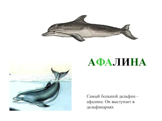 АФАЛИНА Самый большой дельфин – афалина. Он выступает в дельфинариях