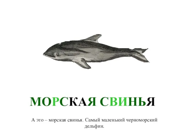 МОРСКАЯ СВИНЬЯ А это – морская свинья. Самый маленький черноморский дельфин.