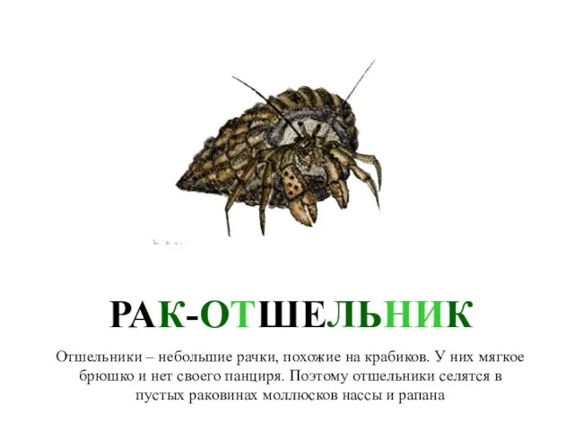 РАК-ОТШЕЛЬНИК Отшельники – небольшие рачки, похожие на крабиков. У них мягкое брюшко