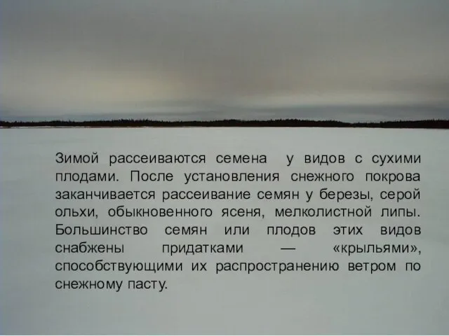 Зимой рассеиваются семена у видов с сухими плодами. После установления снежного покрова