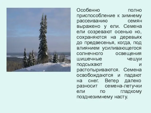 Особенно полно приспособление к зимнему рассеиванию семян выражено у ели. Семена ели