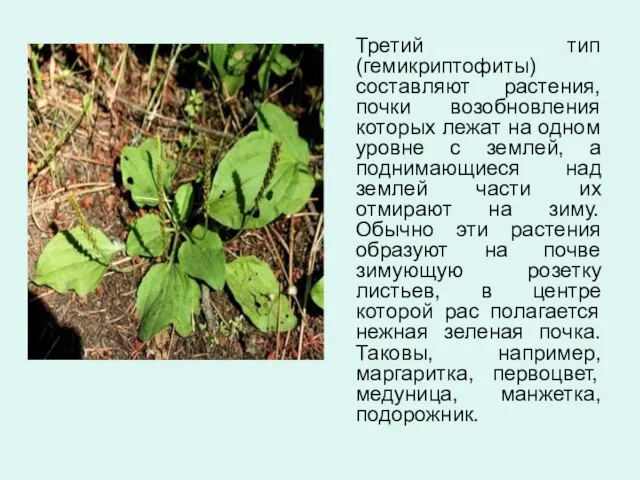Третий тип (гемикриптофиты) составляют растения, почки возобновления которых лежат на одном уровне
