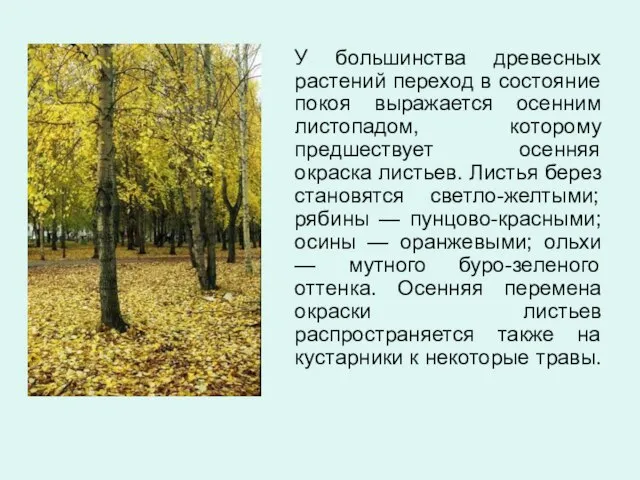 У большинства древесных растений переход в состояние покоя выражается осенним листопадом, которому