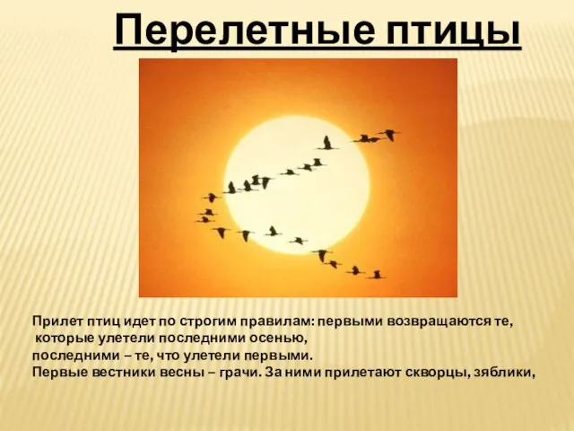 Перелетные птицы Прилет птиц идет по строгим правилам: первыми возвращаются те, которые