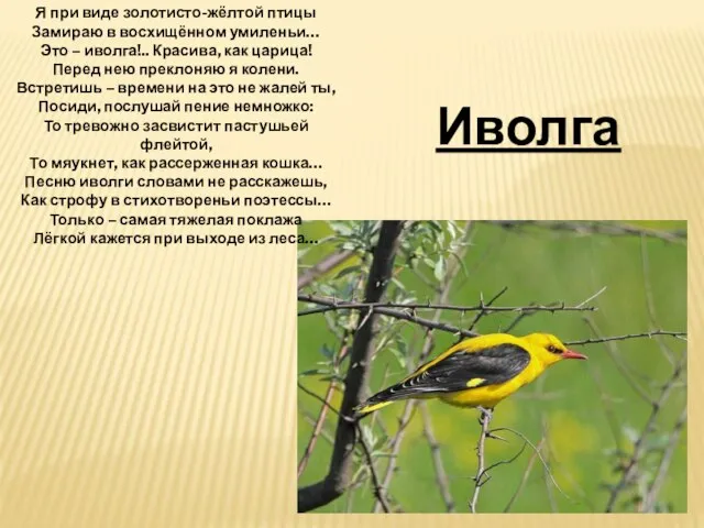 Я при виде золотисто-жёлтой птицы Замираю в восхищённом умиленьи… Это – иволга!..