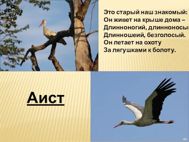 Это старый наш знакомый: Он живет на крыше дома – Длинноногий, длинноносый,