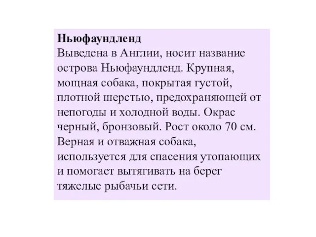 Ньюфаундленд Выведена в Англии, носит название острова Ньюфаундленд. Крупная, мощная собака, покрытая