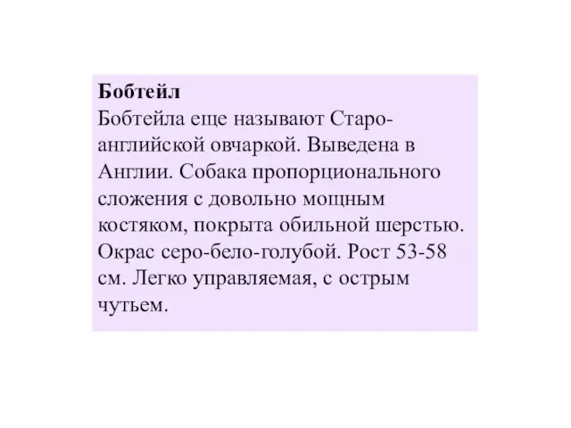 Бобтейл Бобтейла еще называют Старо-английской овчаркой. Выведена в Англии. Собака пропорционального сложения