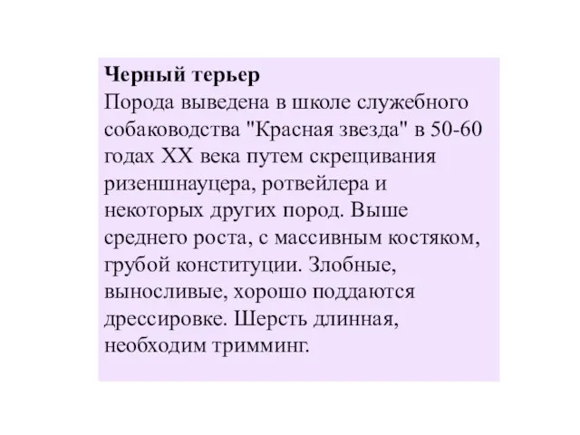 Черный терьер Порода выведена в школе служебного собаководства "Красная звезда" в 50-60