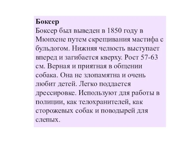 Боксер Боксер был выведен в 1850 году в Мюнхене путем скрещивания мастифа