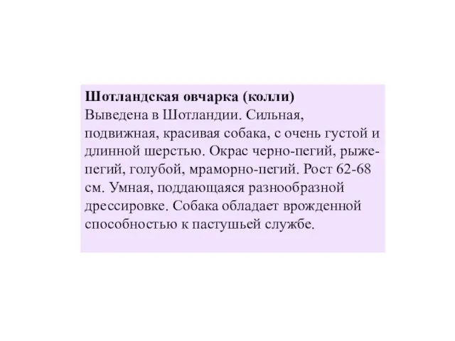 Шотландская овчарка (колли) Выведена в Шотландии. Сильная, подвижная, красивая собака, с очень