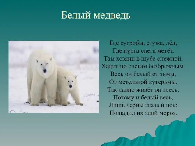 Белый медведь Где сугробы, стужа, лёд, Где пурга снега метёт, Там хозяин