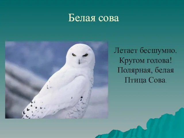 Белая сова Летает бесшумно. Кругом голова! Полярная, белая Птица Сова.