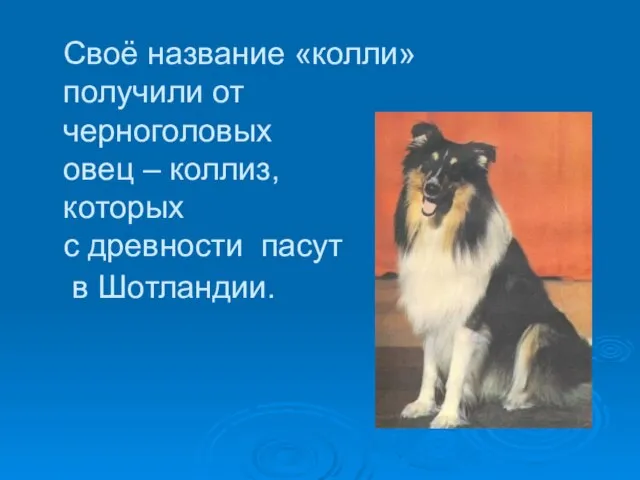 Своё название «колли» получили от черноголовых овец – коллиз, которых с древности пасут в Шотландии.