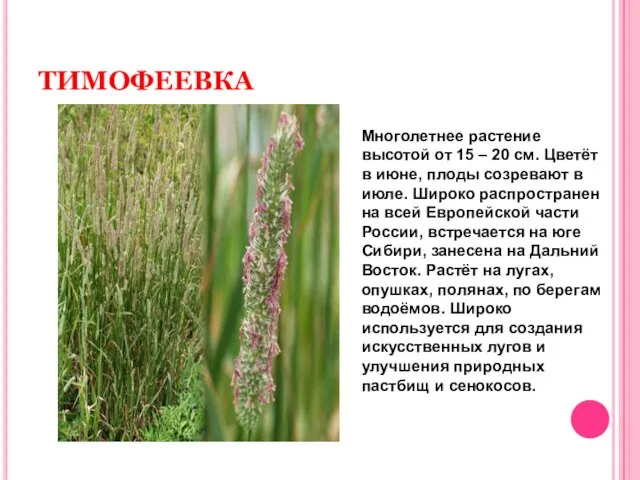 ТИМОФЕЕВКА Многолетнее растение высотой от 15 – 20 см. Цветёт в июне,