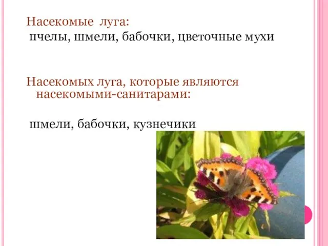 Насекомые луга: пчелы, шмели, бабочки, цветочные мухи Насекомых луга, которые являются насекомыми-санитарами: шмели, бабочки, кузнечики