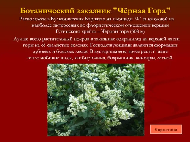 Ботанический заказник "Чёрная Гора" Расположен в Вулканических Карпатах на площади 747 га